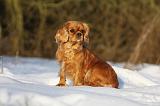 CAVALIER KING CHARLES 437